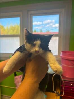 Grace -  Domestic Short Hair Cat for Adoption in Johnson City, Tennessee - Grace | PetCurious