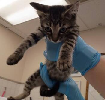Tigger -  Domestic Short Hair Cat for Adoption in Palm Coast, Florida - Tigger | PetCurious