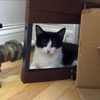 Penguin -  Domestic Short Hair Cat for Adoption in New York, New York - Penguin | PetCurious