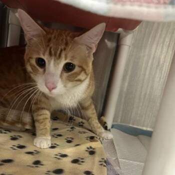 Domestic Short Hair Cats Available for Adoption in Salt Lake City, Utah - Starlight | PetCurious