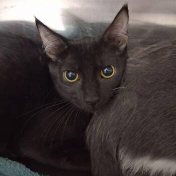 Mj -  Domestic Short Hair Cat for Adoption in Lake Havasu City, Arizona - Mj | PetCurious