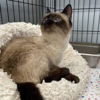 Azul (Cat 26) -  Domestic Short Hair Cat for Adoption in Roanoke, Virginia - Azul (Cat 26) | PetCurious