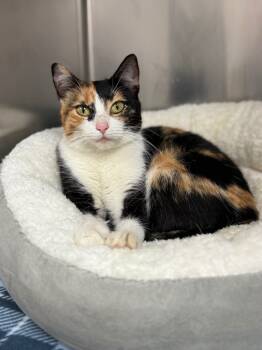 Rescue Domestic Short Hair Cats for Adoption in Detroit, Michigan - Lulu | PetCurious
