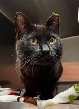 Domestic Short Hair Cats Available for Adoption in Logan, Utah - Lychee | PetCurious