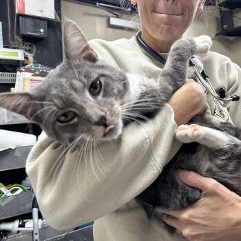 Cash -  Domestic Short Hair Cat for Adoption in Clifton, New Jersey - Cash | PetCurious