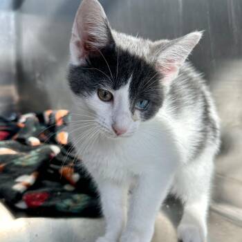 Maude -  Domestic Short Hair Cat for Adoption in Matteson, Illinois - Maude | PetCurious