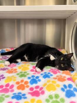 Jolie -  Domestic Short Hair Cat for Adoption in Lafayette, Louisiana - Jolie | PetCurious
