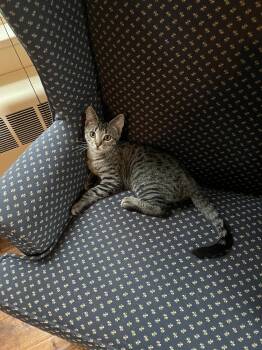 Tom Collins -  Domestic Short Hair Cat for Adoption in Duxbury, Massachusetts - Tom Collins | PetCurious