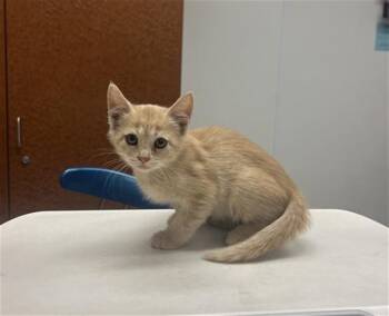 R FRONT -  Domestic Short Hair Cat for Adoption in Rancho Cucamonga, California - R FRONT | PetCurious