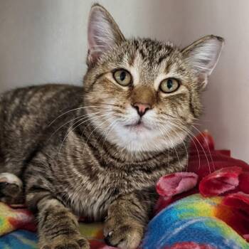 Pearl -  Domestic Short Hair Cat for Adoption in West Jefferson, Ohio - Pearl | PetCurious
