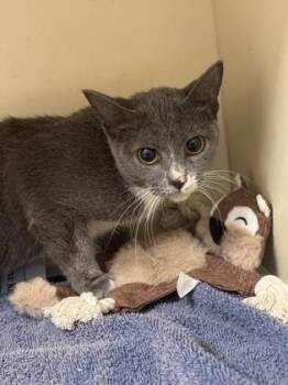 Kasai -  Domestic Short Hair Cat for Adoption in Chamblee, Georgia - Kasai | PetCurious
