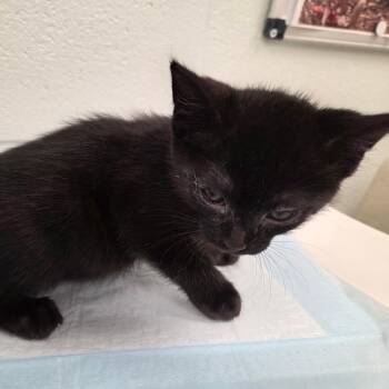 Yzma -  Domestic Short Hair Cat for Adoption in Chattanooga, Tennessee - Yzma | PetCurious