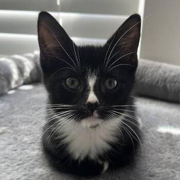 Vinyasa -  Domestic Short Hair Cat for Adoption in Charlottesville, Virginia - Vinyasa | PetCurious