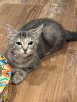 Luna - Kitten -  Domestic Short Hair Cat for Adoption in Enfield, Connecticut - Luna - Kitten | PetCurious