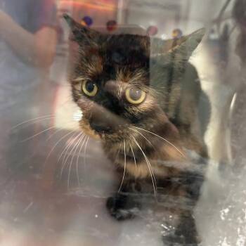 Tootsie - Barn Cat! -  Domestic Short Hair Cat for Adoption in Flagstaff, Arizona - Tootsie - Barn Cat! | PetCurious