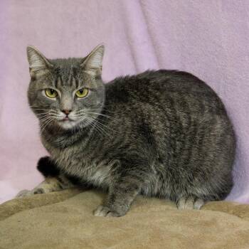 Chowder -  Domestic Short Hair Cat for Adoption in Versailles, Kentucky - Chowder | PetCurious