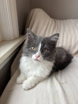 Rescue Domestic Medium Hair Cats for Adoption in Ferndale, Michigan - Betty White | PetCurious