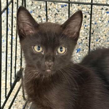 Catsby -  Domestic Short Hair Cat for Adoption in Murray, Utah - Catsby | PetCurious