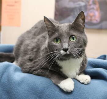 Rescue Tuxedo Cats for Adoption in Portage, Wisconsin - Jazz | PetCurious