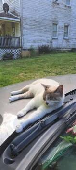 Rescue Siamese Cats for Adoption in Chesapeake Beach, Maryland - Opal | PetCurious