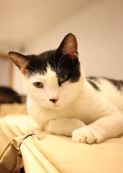 Tuxedo Cats Available for Adoption - Bagel | PetCurious
