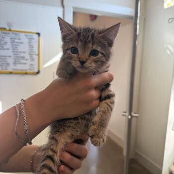 Penny -  Domestic Short Hair Cat for Adoption in Louisville, Kentucky - Penny | PetCurious