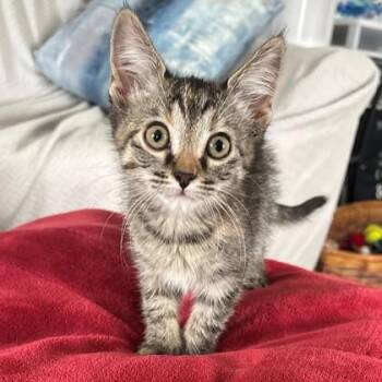 Nessa -  Domestic Short Hair Cat for Adoption in Wheaton, Illinois - Nessa | PetCurious