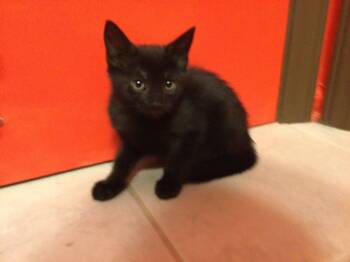 Theodora -  Domestic Short Hair Cat for Adoption in Raleigh, North Carolina - Theodora | PetCurious
