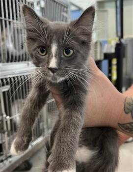 BEAST BOY -  Domestic Long Hair Cat for Adoption in San Bernardino, California - BEAST BOY | PetCurious