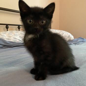 Tatiana -  Domestic Short Hair Cat for Adoption in Candler, North Carolina - Tatiana | PetCurious