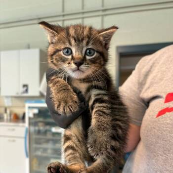 Domestic Short Hair Cats Available for Adoption in Huntington, West Virginia - Banana | PetCurious