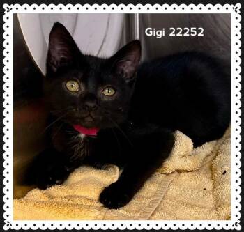 GIGI -  Domestic Short Hair Cat for Adoption in Marietta, Georgia - GIGI | PetCurious