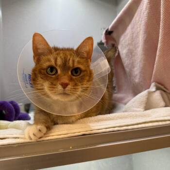 Domestic Short Hair Cats Available for Adoption - Auggie | PetCurious