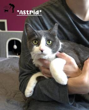 Astrid -  Domestic Short Hair Cat for Adoption in Centerville, Utah - Astrid | PetCurious