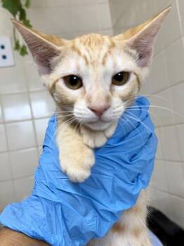Thyme -  Domestic Short Hair Cat for Adoption in San Antonio, Texas - Thyme | PetCurious