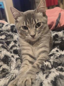 Gris (Greece) -  Domestic Short Hair Cat for Adoption in Glendale, Arizona - Gris (Greece) | PetCurious