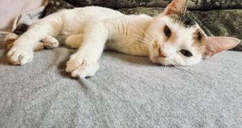 Domestic Short Hair Cats Available for Adoption - Mandy | PetCurious