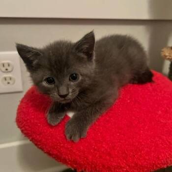 Vela -  Domestic Short Hair Cat for Adoption in Bentonville, Arkansas - Vela | PetCurious
