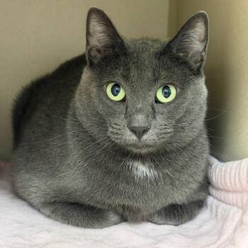 Daisy -  Domestic Short Hair and Mixed Breed Cat for Adoption in Durango, Colorado - Daisy | PetCurious