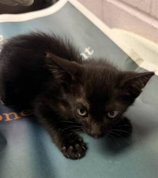 DELMONTE -  Domestic Short Hair Cat for Adoption in Jacksonville, Florida - DELMONTE | PetCurious