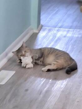 Rescue Tabby Cats for Adoption in Ludington, Michigan - Harper | PetCurious