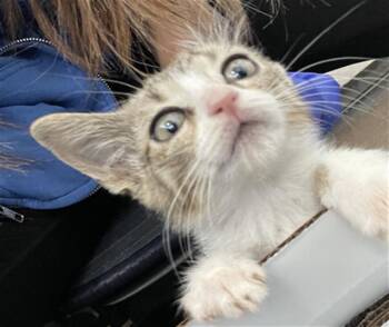 Domestic Short Hair Cats Available for Adoption in Dallas, Texas - NEMA | PetCurious