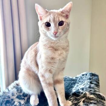 Rescue Domestic Short Hair Cats for Adoption in Minnetonka, Minnesota - Freya C65734 | PetCurious