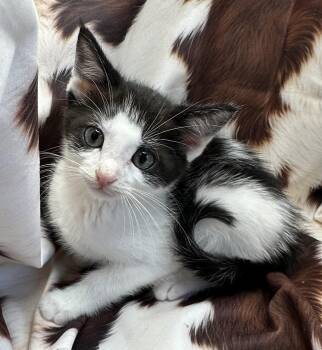 Domestic Short Hair and Tabby Cats Available for Adoption in San Diego, California - Risengrod | PetCurious