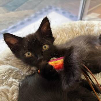 Atom (Purple Collar) -  Domestic Medium Hair Cat for Adoption in Sunnyvale, California - Atom (Purple Collar) | PetCurious