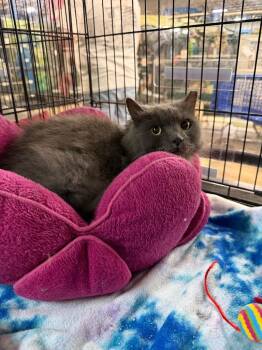 Cornbread -  Domestic Long Hair Cat for Adoption in Lancaster, Pennsylvania - Cornbread | PetCurious