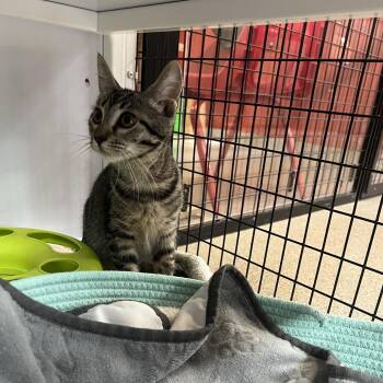 Periwinkle -  Domestic Short Hair Cat Available for Adoption in Sarasota, Florida - Periwinkle | PetCurious