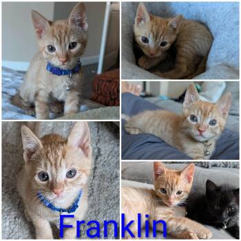Franklin -  Domestic Short Hair Cat for Adoption in Hollister, California - Franklin | PetCurious