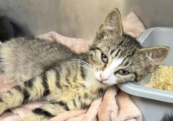 Trollzart -  Domestic Short Hair Cat for Adoption in West Chester, Pennsylvania - Trollzart | PetCurious