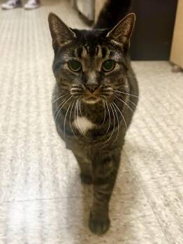Gucci -  Domestic Short Hair Cat for Adoption in Worcester, Massachusetts - Gucci | PetCurious